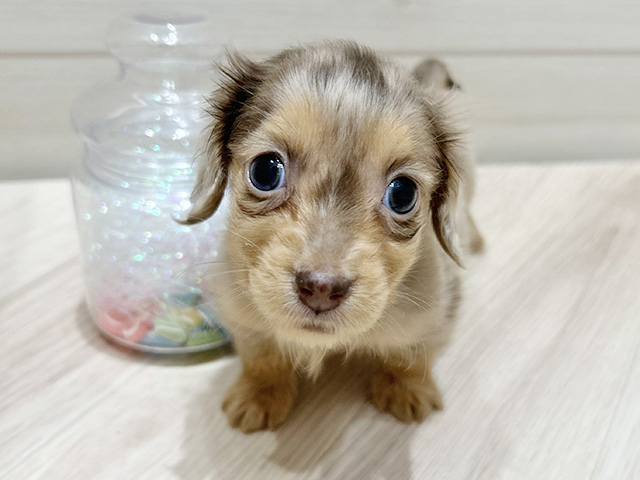 大阪府のミニチュアダックスフンド(ロング) (ペッツファーストららぽーと門真店/2025年9月24日生まれ/男の子/チョコレートダップル)の子犬