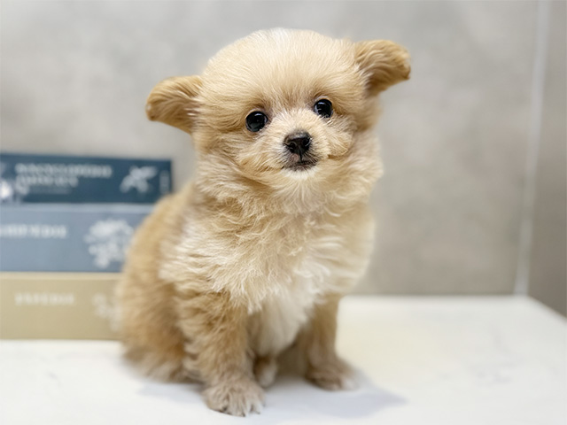 埼玉県のポメプー(ポメラニアン×プードル) (ペッツファースト川口店/2025年9月23日生まれ/男の子/アプリコット)の子犬の1枚目の画像