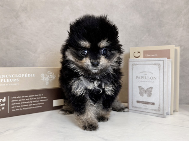 奈良県のポメラニアン (ペッツファースト橿原店/2025年9月24日生まれ/女の子/ブラックタン)の子犬の1枚目の画像