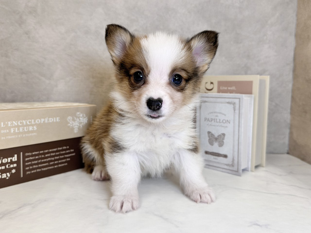 奈良県のウェルシュコーギーペンブローク (ペッツファースト橿原店/2025年9月24日生まれ/男の子/セーブルホワイト)の子犬の1枚目の画像