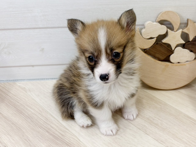 広島県のウェルシュコーギーペンブローク (ペッツファースト広島府中店/2025年9月24日生まれ/男の子/セーブルホワイト)の子犬の1枚目の画像