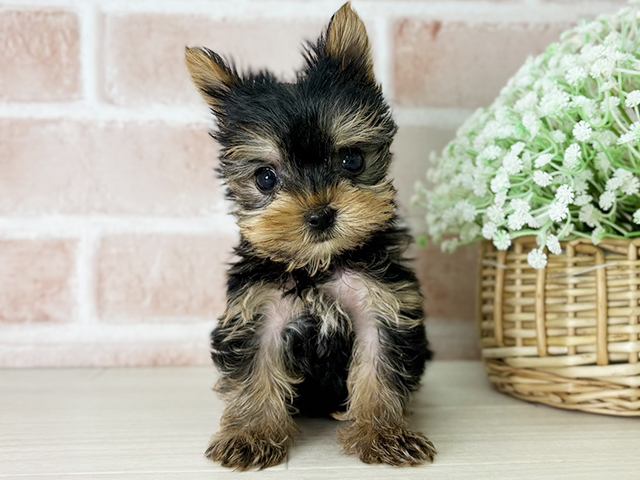 ヨークシャーテリア