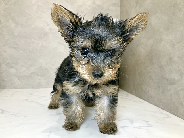 ヨークシャーテリア