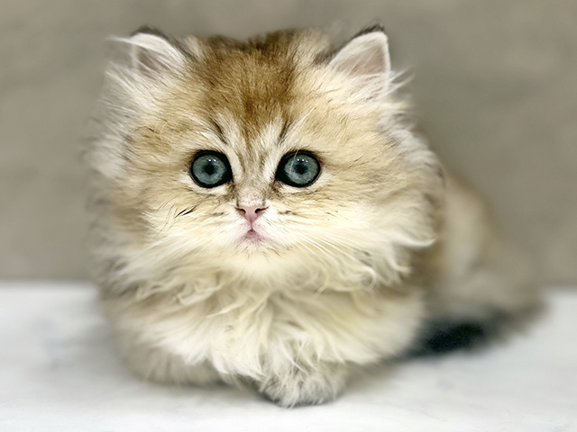 埼玉県のブリティッシュロングヘアー (ペッツファーストPETEMOレイクタウンmori店/2025年9月24日生まれ/女の子/シェーデットゴールデン)の子猫の1枚目の画像