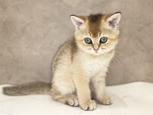 千葉県のブリティッシュショートヘアー (ペッツファーストららぽーとTOKYO-BAY店/2025年9月19日生まれ/女の子/ブラックゴールデン)の子猫の1枚目の画像