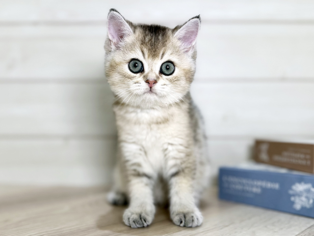 大阪府のブリティッシュショートヘアー (ペッツファースト梅田店/2025年9月19日生まれ/男の子/ブラックゴールデン)の子猫の1枚目の画像