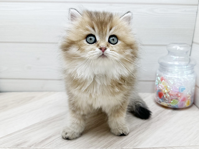 ブリティッシュ