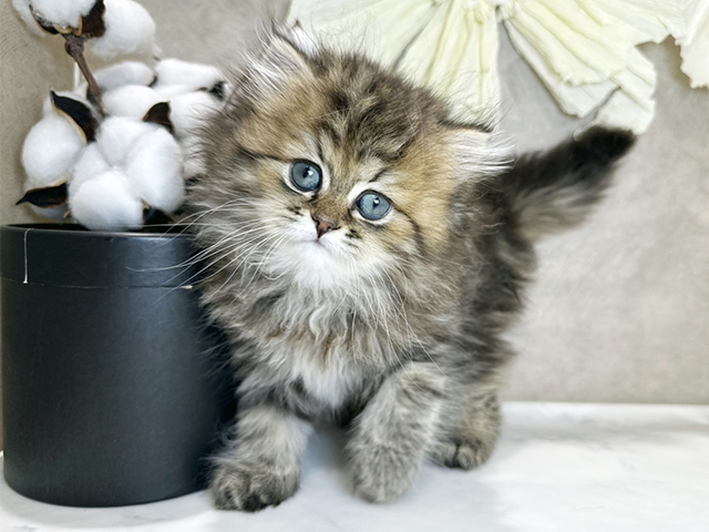 兵庫県のペルシャ (ペッツファースト神戸三宮センター街店/2025年9月24日生まれ/女の子/チンチラゴールデン)の子猫