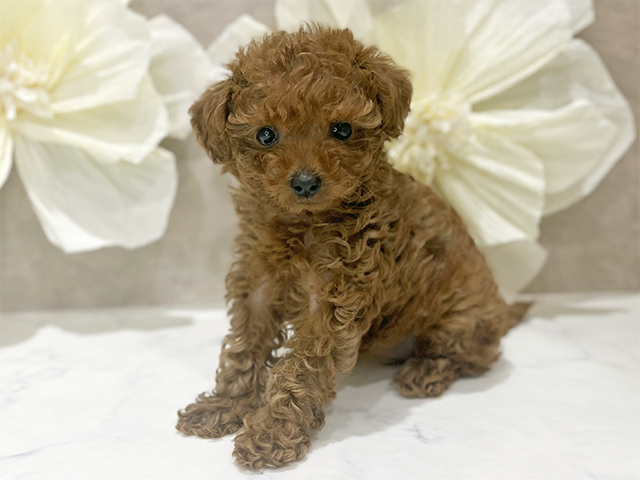 東京都のトイプードル(タイニー) (ペッツファースト新宿店/2025年9月24日生まれ/女の子/レッド)の子犬の1枚目の画像