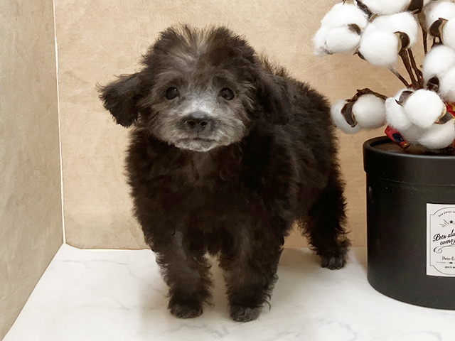 広島県のトイプードル(タイニー) (ペッツファースト宇品店/2025年9月23日生まれ/男の子/シルバー)の子犬