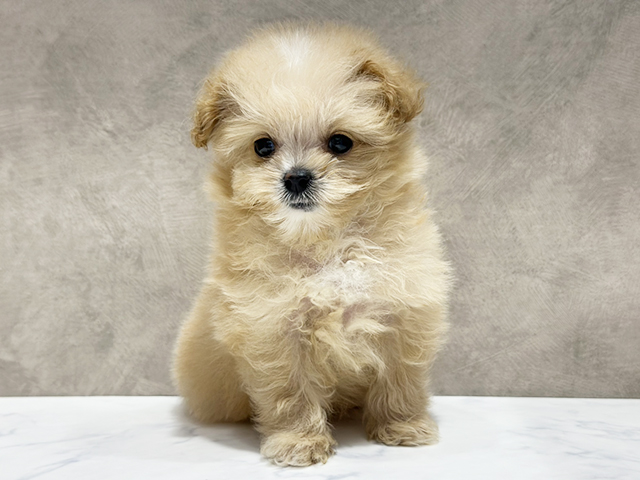 ポメプー, 性別 女の子, 誕生日 2025/09/16, 毛色 クリームホワイト, 出身 岐阜県, 店舗 京都四条河原町店(京都府), お問い合わせ番号 2553646