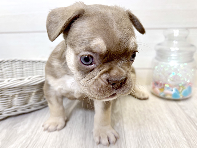 愛知県のフレンチブルドッグ (ペッツファースト大高店/2025年9月23日生まれ/男の子/イザベラタン)の子犬の1枚目の画像