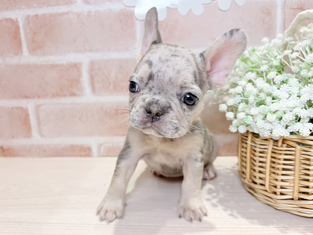 フレンチブルドッグ