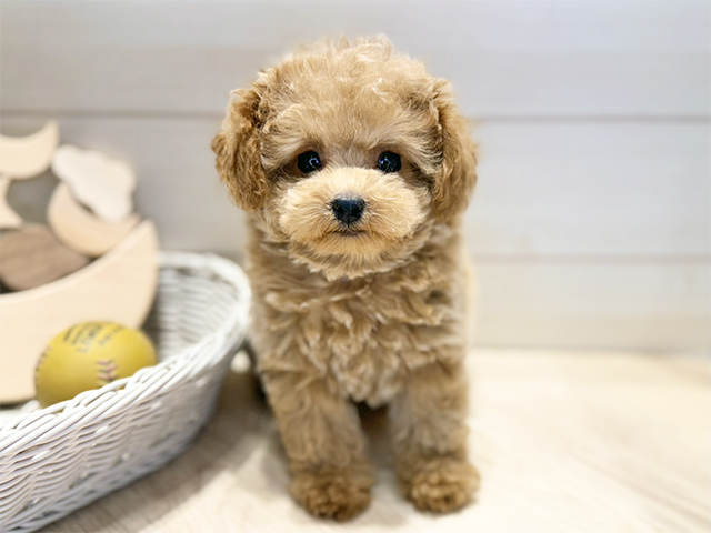 群馬県のトイプードル(タイニー) (ペッツファースト高崎店/2025年9月23日生まれ/男の子/アプリコット)の子犬