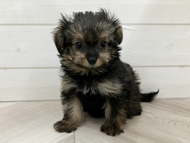 埼玉県のチワプー/プーチー(チワワ×プードル) (ペッツファースト上尾店/2025年9月24日生まれ/女の子/フォーン)の子犬の1枚目の画像