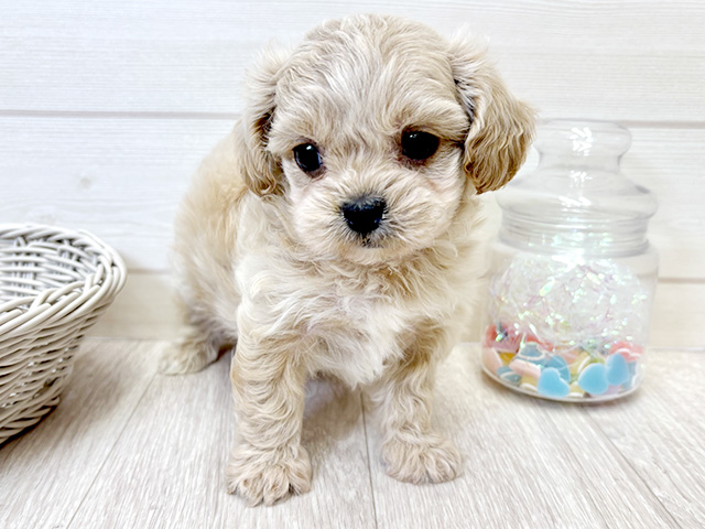 愛知県のペキプー(ペキニーズ×プードル) (ペッツファースト大高店/2025年9月24日生まれ/男の子/アプリコット)の子犬の1枚目の画像