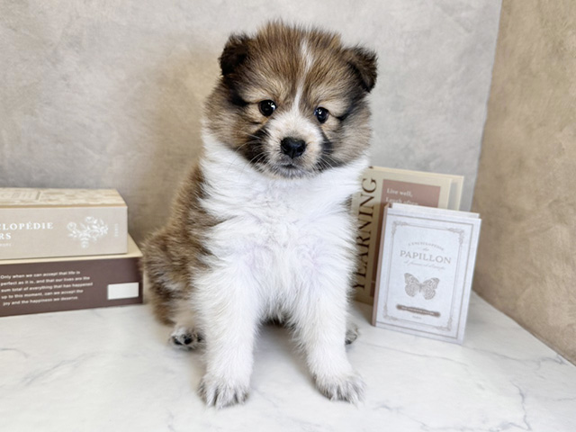 シェットランドシープドッグミックス