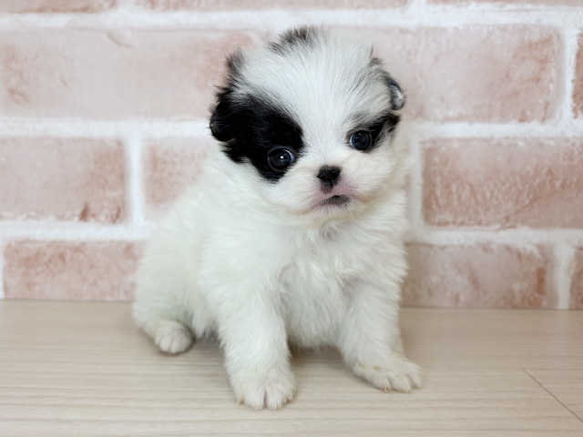 大阪府のハーフ犬・ミックス犬 (ペッツファースト東大阪店/2025年9月27日生まれ/女の子/パーティーカラー)の子犬の1枚目の画像