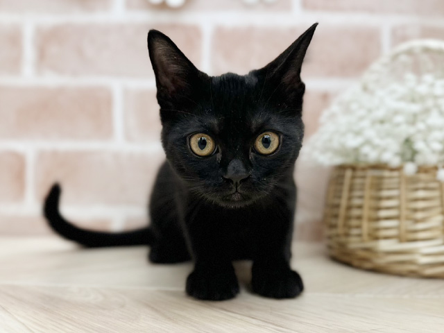 東京都のボンベイ (ペッツファーストfor cats武蔵小山店/2025年8月15日生まれ/女の子/ブラック)の子猫の1枚目の画像