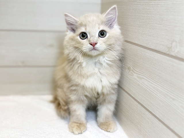 東京都のサイベリアン (ペッツファースト麻布十番店/2025年9月11日生まれ/女の子/クリームタビー)の子猫の1枚目の画像