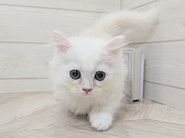 愛知県のミヌエット (ペッツファースト岡崎店/2025年9月25日生まれ/男の子/カメオタビー)の子猫