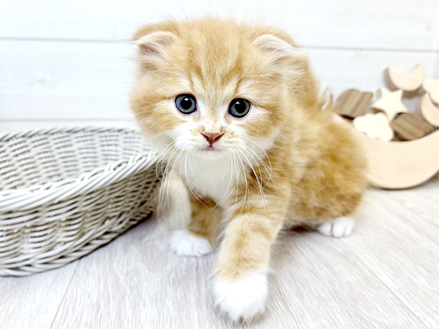 愛知県のスコティッシュフォールド (ペッツファースト大高店/2025年9月25日生まれ/男の子/レッドタビーホワイト)の子猫の1枚目の画像
