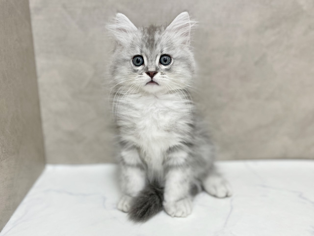 東京都のサイベリアン (ペッツファースト池袋店/2025年9月25日生まれ/男の子/ブルーシルバータビー)の子猫の1枚目の画像