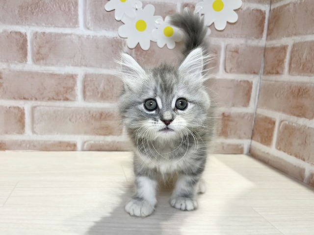 岡山県のサイベリアン (ペッツファースト倉敷店/2025年9月25日生まれ/女の子/ブルーシルバーパッチドタビー)の子猫の1枚目の画像