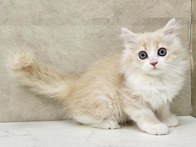 愛知県のサイベリアン (ペッツファースト一宮店/2025年9月18日生まれ/男の子/クリームタビーホワイト)の子猫の1枚目の画像