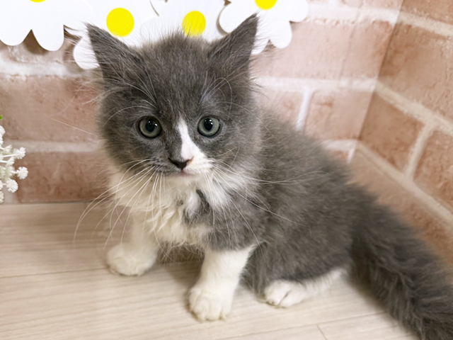 静岡県のサイベリアン (ペッツファースト富士南店/2025年9月25日生まれ/男の子/ブルーホワイト)の子猫