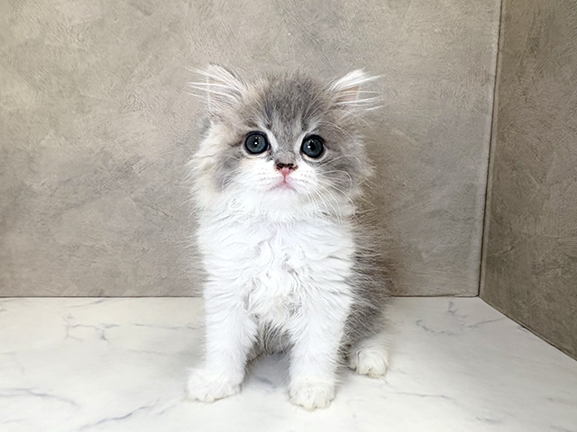 埼玉県のラガマフィン (ペッツファーストPETEMOレイクタウンmori店/2025年9月25日生まれ/女の子/ダイリュートキャリコ)の子猫の1枚目の画像