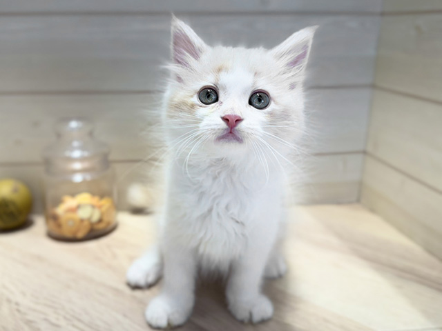 群馬県のサイベリアン (ペッツファースト高崎店/2025年9月18日生まれ/女の子/クリームタビーホワイト)の子猫