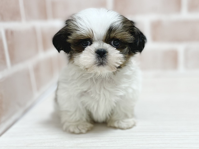 大阪府のシーズー (ペッツファースト高槻店/2025年9月25日生まれ/女の子/ホワイトゴールド)の子犬の1枚目の画像