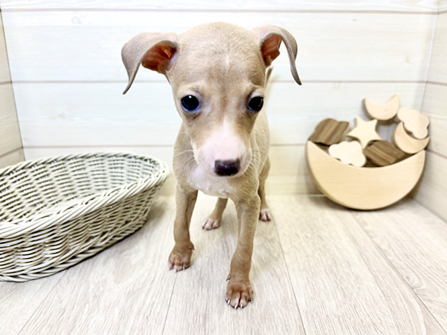 愛知県のイタリアングレーハウンド (ペッツファースト大高店/2025年9月25日生まれ/男の子/フォーンホワイト)の子犬の1枚目の画像
