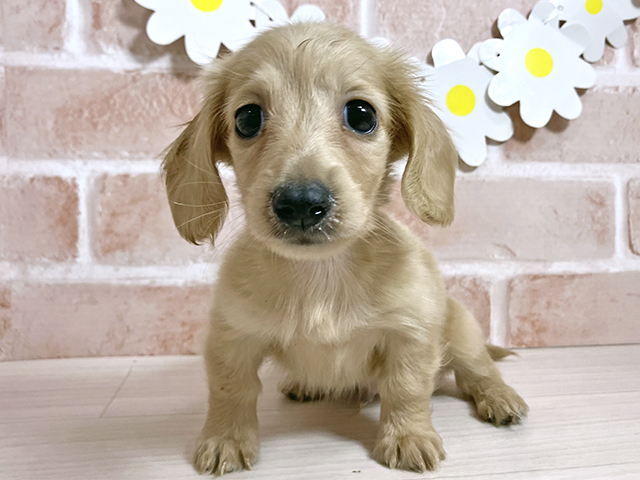 静岡県のミニチュアダックスフンド(ロング) (ペッツファースト富士南店/2025年9月25日生まれ/男の子/イエロー)の子犬の1枚目の画像