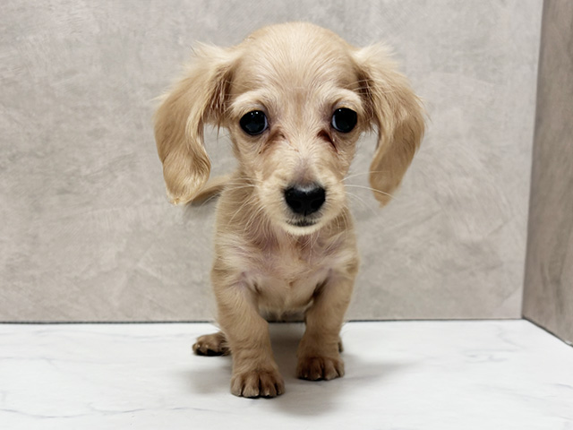 東京都のミニチュアダックスフンド(ロング) (ペッツファースト池袋店/2025年9月25日生まれ/女の子/イエロー)の子犬の1枚目の画像