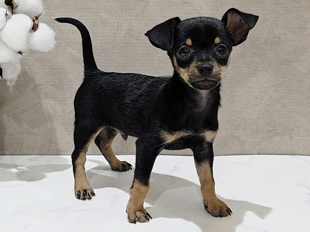 東京都のチワピン(チワワ×ミニチュアピンシャー) (ペッツファースト中野店/2025年9月25日生まれ/男の子/ブラックタン)の子犬の1枚目の画像