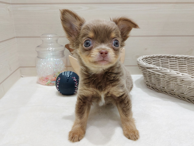 広島県のチワワ(ロング) (ペッツファースト広島府中店/2025年9月24日生まれ/男の子/イザベラタン)の子犬の1枚目の画像