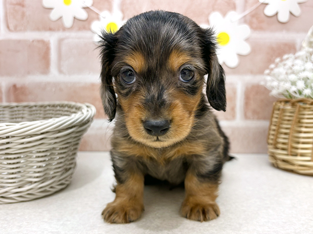 東京都のミニチュアダックスフンド(ロング) (ペッツファーストお台場店/2025年9月25日生まれ/男の子/シルバーダップル)の子犬