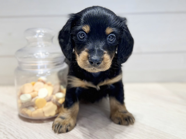 ミニチュアダックスフンド