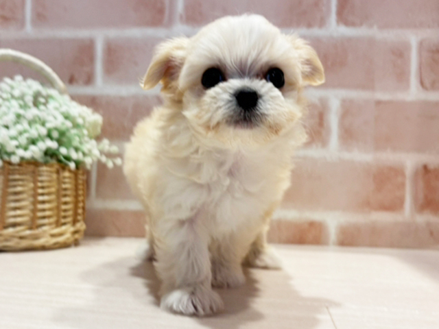 神奈川県のチワマル/マルチワ(チワワ×マルチーズ) (ペッツファースト横浜元町店/2025年9月25日生まれ/女の子/クリーム)の子犬の1枚目の画像