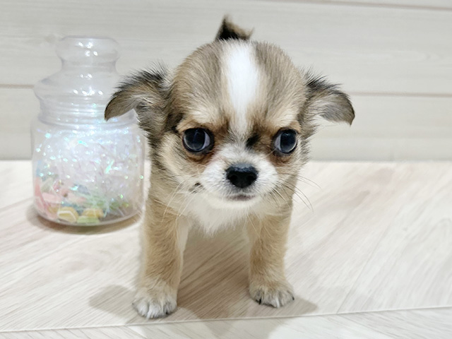 大阪府のチワワ(ロング) (ペッツファーストららぽーと門真店/2025年9月24日生まれ/男の子/レッドホワイト)の子犬