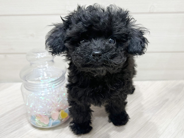 大阪府のトイプードル(ティーカップ) (ペッツファーストららぽーと門真店/2025年9月19日生まれ/女の子/ブラック)の子犬の1枚目の画像