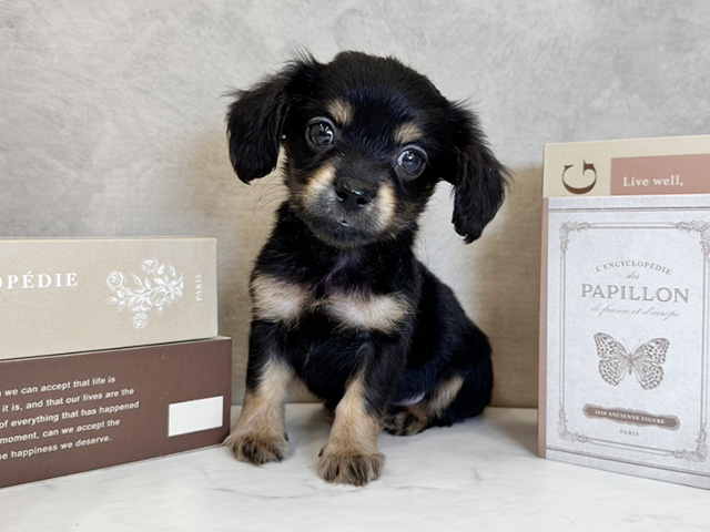 奈良県のチワックス(チワワ×ダックス) (ペッツファースト橿原店/2025年9月25日生まれ/男の子/ブラックタン)の子犬の1枚目の画像