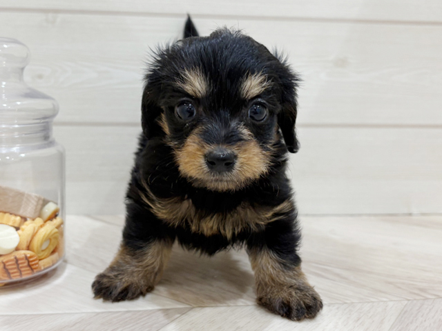 兵庫県のダップー(ダックス×プードル) (ペッツファースト神戸元町店/2025年9月25日生まれ/女の子/ブラックタン)の子犬