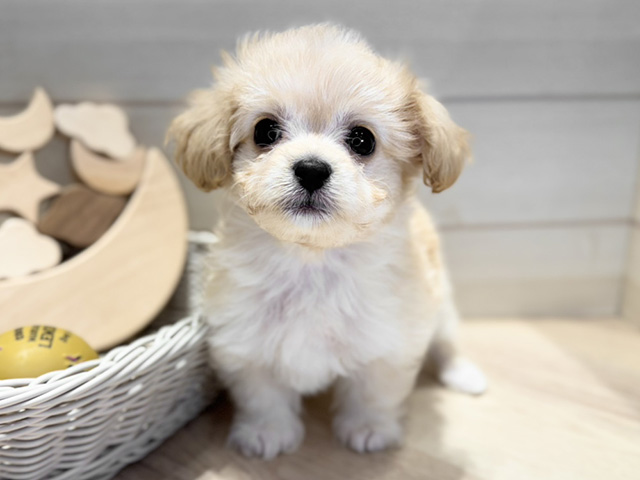 群馬県のチワプー/プーチー(チワワ×プードル) (ペッツファースト高崎店/2025年9月25日生まれ/女の子/クリーム)の子犬