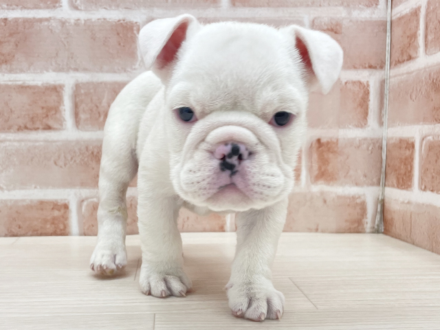 東京都のブルドッグ (ペッツファースト八王子多摩美大前店/2025年9月21日生まれ/男の子/ホワイト)の子犬の1枚目の画像