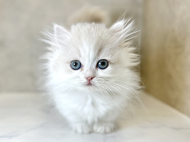 埼玉県のミヌエット (ペッツファーストPETEMOレイクタウンmori店/2025年9月23日生まれ/女の子/クリームタビーホワイト)の子猫の1枚目の画像