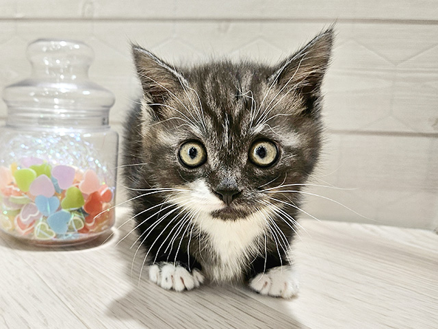 埼玉県のマンチカン (ペッツファーストレイクタウン店/2025年9月26日生まれ/男の子/シルバータビーホワイト)の子猫の1枚目の画像