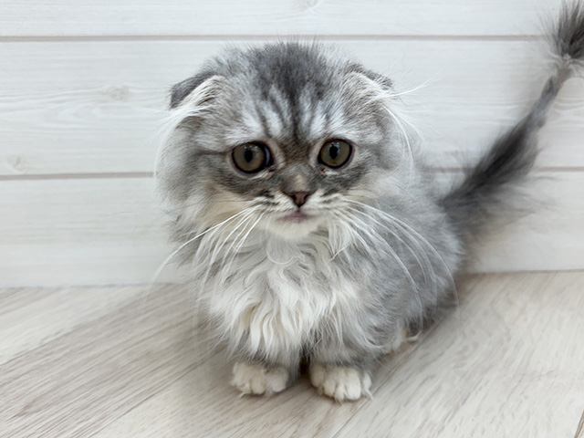 千葉県のマンチカン (ペッツファースト市川コルトンプラザ店/2025年9月20日生まれ/女の子/ブルータビー)の子猫の1枚目の画像